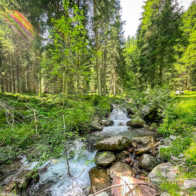 Paesaggi-naturali-Dolomiti-Alpe-Tognola-estate