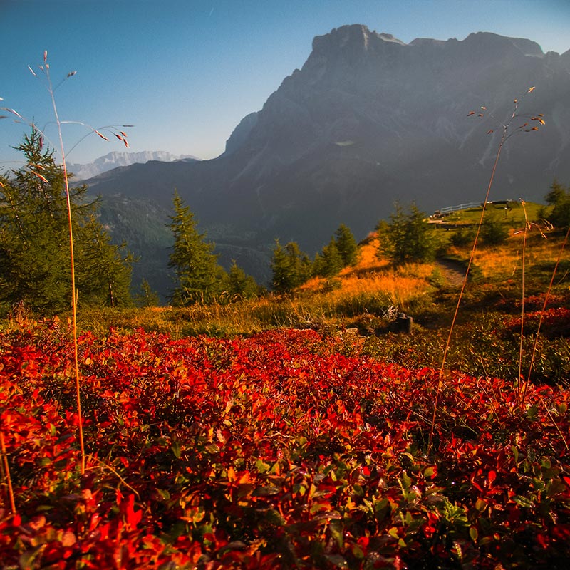 Visita-Dolomiti-in-settembre-Alpe-Tognola